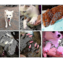 (S, white for dogs) 2*20 Pcs Soft Cat Dog Nail Caps Pet Paw Claw Protector Nails Cover With Free Glue Applictor Tw