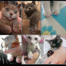 (S, pink for cats) 2*20 Pcs Soft Cat Dog Nail Caps Pet Paw Claw Protector Nails Cover With Free Glue Applictor Tw