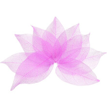 100 Pcs Rose Red Skeleton Leaves, 2"- 3" Rubber Tree Scrapbooking Dried Pressed Leaves Vein for Photo Albums Crafts Wedding Cards Arrangements Decor G