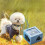 Smart Gps Cat And Dog Collar Tracker-YXY 1