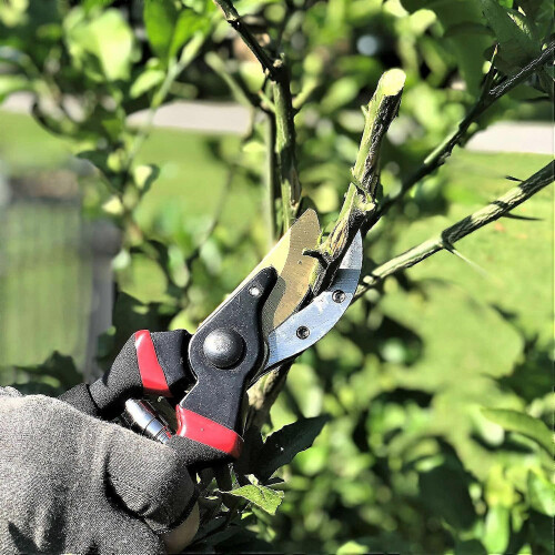 Gartenschere, 8" Profi, Gartenschere, Gartenschere, Gartenschere, Bypass-Gartenschere - YXY 1
