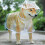 Capa de chuva transparente para cães e filhotes, tamanho XL, com capuz, impermeável e macia. 1