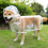 Capa de chuva transparente para cães e filhotes, tamanho XL, com capuz, impermeável e macia. 5