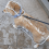 Capa de chuva transparente para cães e filhotes, tamanho XL, com capuz, impermeável e macia. 3