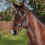 (Cob, Brown) Collegiate Comfitec Vogue Leather Horse Bridle 1