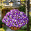 2 Sets of Artificial Plant Hanging Baskets 5