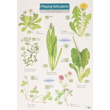Playing Field Plants by Rebecca Farley Other Book