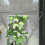 3-Pack 2m Walk-In Tunnel Greenhouse - White 8