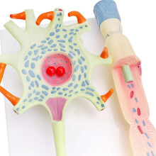 Neuronal Model Neuron Anatomy Model for Teaching Science Education Biomedical Instrument Model 3309 Neuron Cell Model