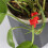 30 Pack Plant Bender Angle Adjustable Plant Training Clips Low Stress Training Clips 90 Degrees Plant Stem 1