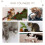 Cat Tree Tower 114cm - Light Grey 6
