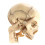 Medical-Skull Human Body Model Education Skull Model 1:2 for Student Teaching Study Assembling Model,Primary Color 3