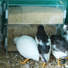10X Feeder Box Acrylic Feeding Container No-Mess Multihole Food Box Clear Bird Food Dispenser Box