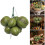 Realistic Coconuts Fruit Vegetable Model Photography Props Durable ABS Materials 5