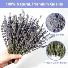 Dried Lavender 150+ Stems - Natural PurpleFlowers 6.7-7.2 Inch for Home Decor, Wedding DIY Crafts Vase Arrangements 150