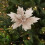OAVQHLG3B Χριστουγεννιάτικες στολίδες Poinsettia, τεχνητό λουλούδι από μετάξι για 2