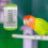 Reliable Bird Cage Heater with Auto Temp Control Safe Touch Heating for Small Pets 4