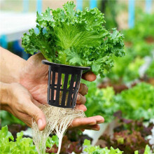 600 Pack 1.77 Inch Net Cups Slotted Mesh Wide Lip Filter Plant Net Pot Bucket Basket for Hydroponics Aquaponics Orchids