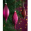 WeRChristmas Glass Baubles, Red/Purple, 5-Piece 2