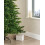 Himalayan Fir Christmas Tree (5ft) 4