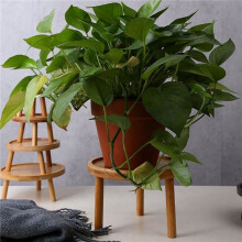 2X Plateau de Pot de Fleur ÉTagèRe à Fleurs en Bois Massif IntéRieur Bureau Salon en Pot Succulent Pothos Base de Vase sur Pied