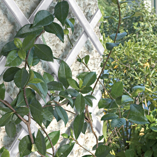 Trepls Extendable PVC Trellis 1,00x2 m Bianco 1