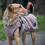 Hunter HUNTER Uppsala Dog Coat, 65 cm, Taupe 2
