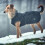 Hunter HUNTER Uppsala Dog Coat, 45 cm, Black 2