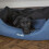 Scruffs Scruffs Expedition Waterproof Travel Dog Box Bed (M) 2