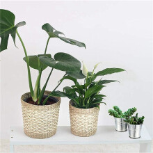 40 Pièces Seau en Métal Portable Pot de Fleur Vases Jardinières Belle Boîte à Bonbons pour la Décoration de la Maison de Fête de Mariage
