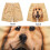 Polyester Shorts with Funny Dog Pattern for Casual Wear 5