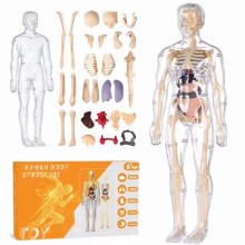 Clear 3D Human Anatomy Model for Education