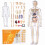Clear 3D Human Anatomy Model for Education 1