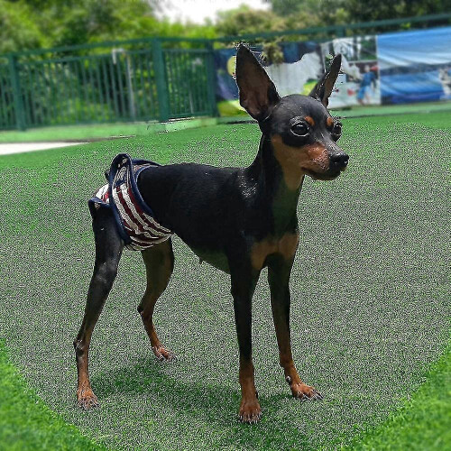 Confezione da 3 pannolini riutilizzabili per cagnoline, lavabili e comodi, ideali per il ciclo mestruale. 2