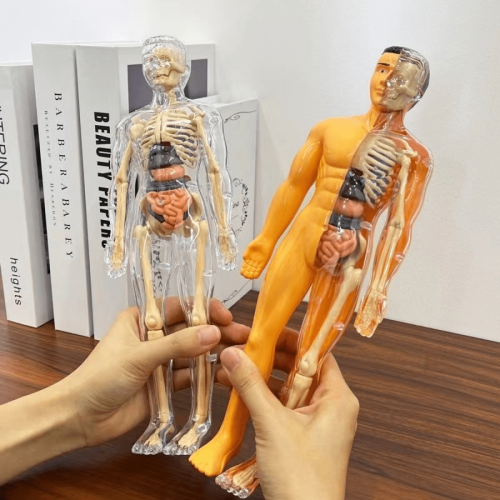 Clear 3D Human Anatomy Model for Education 1