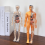 Clear 3D Human Anatomy Model for Education 4