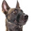 Dog Muzzle Nylon Soft Padding Adjustable Loop Black 1
