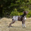 Pannolini lavabili e comodi per cagnoline, ideali per il periodo mestruale. 4