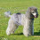 Pannolini lavabili e comodi per cagnoline, ideali per il periodo mestruale. 5