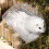 Sandbad für Hamster, Mäuse, Rennmäuse oder andere Kleintiere – Toilettenzubehör 4