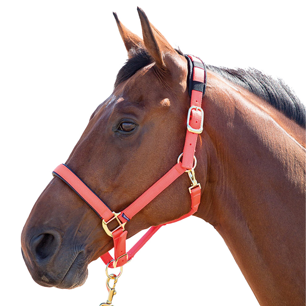 Photos - Equestrianism  Shires Topaz Nylon Horse Headcollar(Small Pony, Orange)