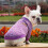 Dog Sweater Warm Soft Small Dog Winter Outfit 1 Pack 8