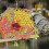Wooden Bird Perch Multi-Colored for Parakeets and Cockatiels 6