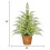 Pre-Lit Green Cypress Christmas Tree 24In Warm White LED 4