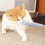 Cat Teething Toy Grey Fish Shape 1 PC 4