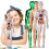 Transparent Human Torso Model Educational Anatomy Kit with 4