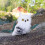 Plush Owl Ornament White Stuffed Toy Tree Decoration 4