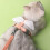 Cat Harness and Leash Adjustable Escape-Proof Cartoon Wing 4