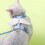 Cat Harness and Leash Escape-Proof Adjustable Cartoon Wing 6