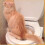 High Quality Toilet Training Kit for Cats 2